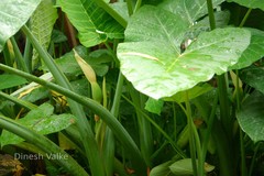 Xanthosoma sagittifolium